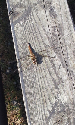 2012-11-13 11.14.25.jpg